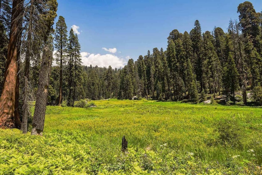 Picture 4 for Activity From Fresno: Sequoia National Park Tour w/ Transfer & Lunch