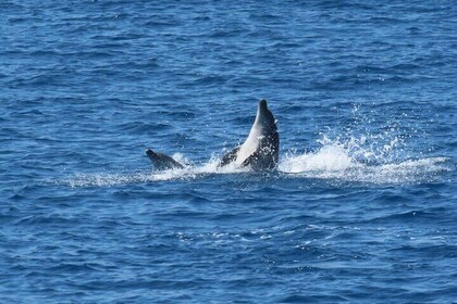 Full Day Kos Guided Boat Tour Including Lunch