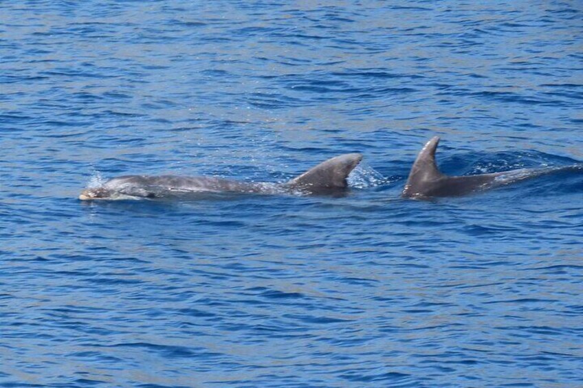 Full Day Kos Guided Boat Tour Including Lunch