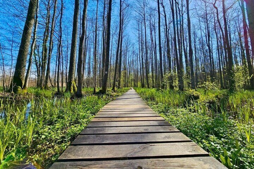 Great Ķemeri Bog and Swamp Forest Hiking Adventure