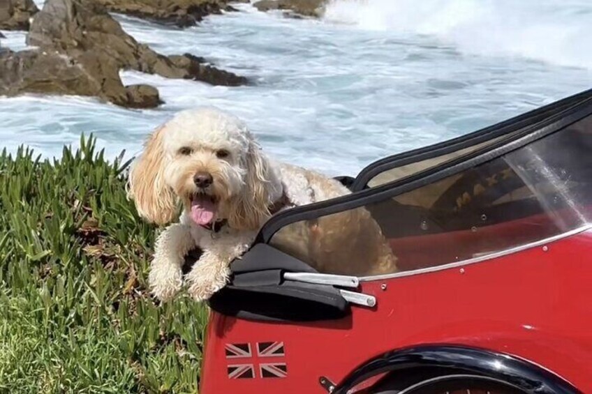 Dog Friendly 17 Mile Drive Electric Bike and Sidecar Guided Tour