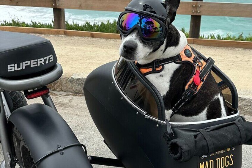 Dog Friendly 17 Mile Drive Electric Bike and Sidecar Guided Tour