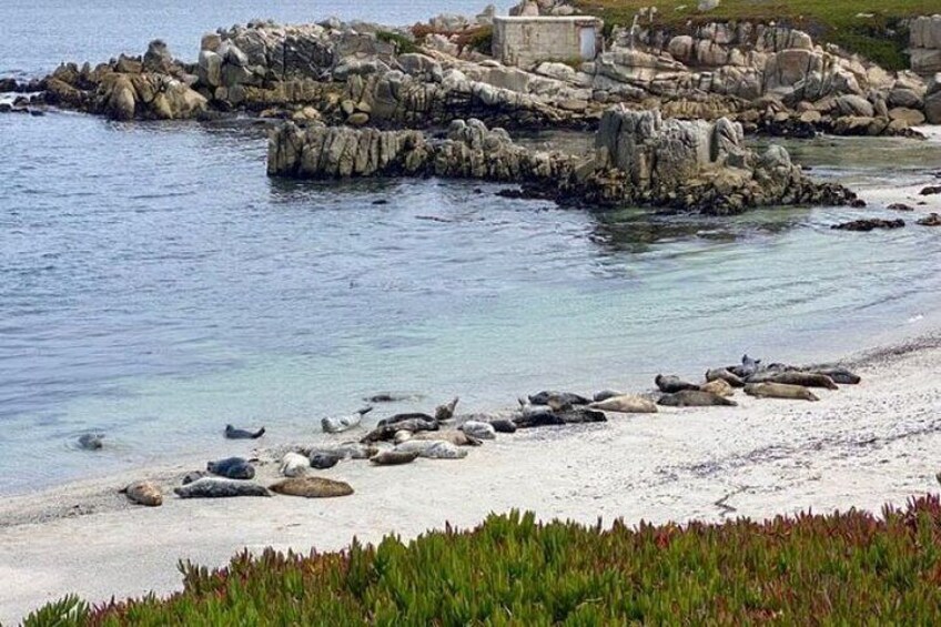 Dog Friendly 17 Mile Drive Electric Bike and Sidecar Guided Tour