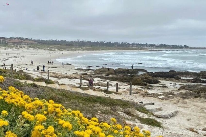 Dog Friendly 17 Mile Drive Electric Bike and Sidecar Guided Tour