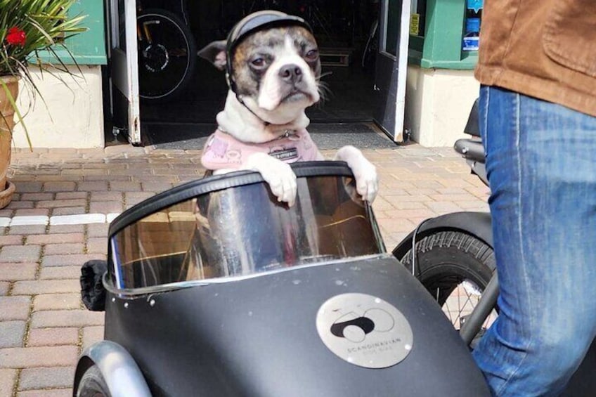 Dog Friendly 17 Mile Drive Electric Bike and Sidecar Guided Tour