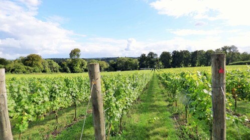 Londres : Visite des vins anglais d’une journée avec déjeuner