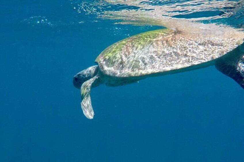 NEW Private SUP tour/Snorkel Experience with Turtles & Shipwrecks