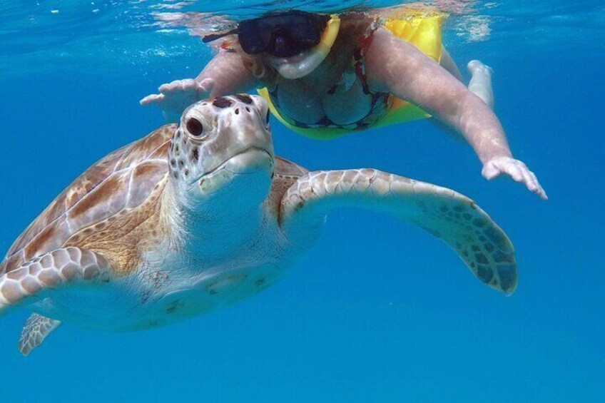 Che’s Snorkeling trip! sea turtles & shipwrecks (semi private) 