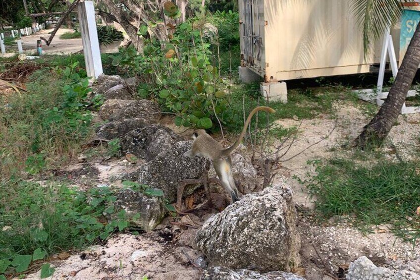 Wild monkeys at out snorkel shop 