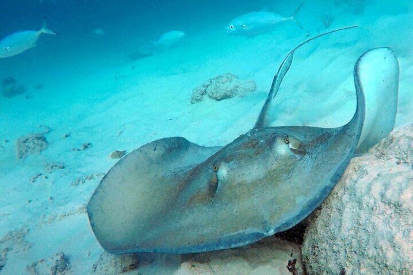 Che’s Snorkeling trip! sea turtles & shipwrecks (semi private)