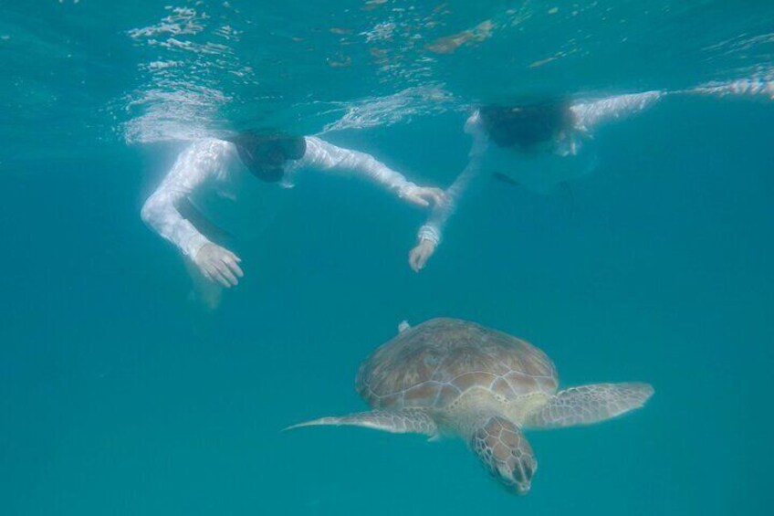 Che’s Snorkeling trip! sea turtles & shipwrecks (semi private) 