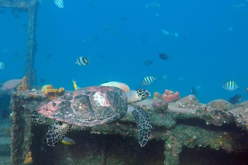 Hawksbill turtle 