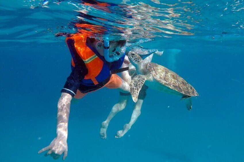 Che’s Snorkeling! turtles & shipwrecks with photos (small group) 