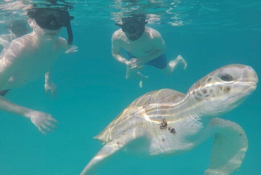 Che’s Snorkeling trip! sea turtles & shipwrecks (semi private) 