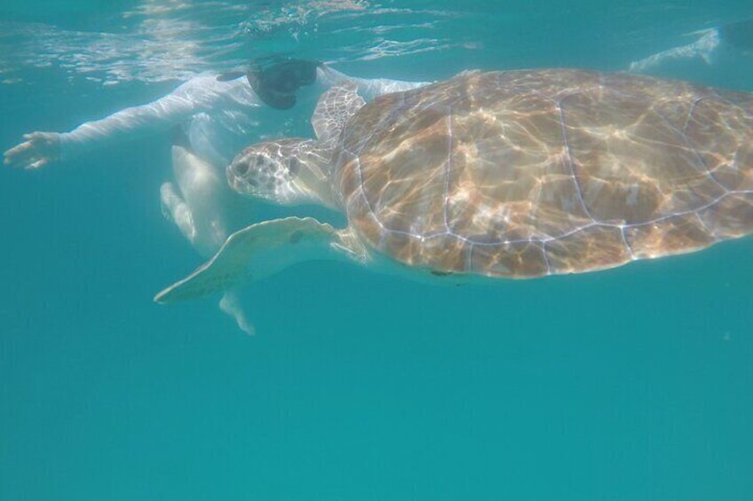 Che’s Snorkeling trip! sea turtles & shipwrecks (semi private) 