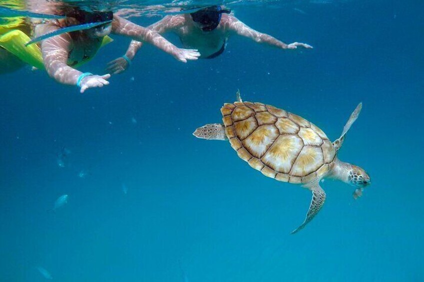 Che’s Snorkeling trip! sea turtles & shipwrecks (semi private) 