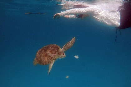 Che’s Snorkelling trip! sea turtles & shipwrecks (semi private)