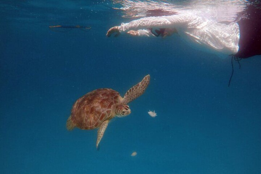 Che’s Snorkeling trip! sea turtles & shipwrecks (semi private) 