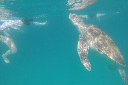 Che’s Snorkelling trip! sea turtles & shipwrecks (semi private)