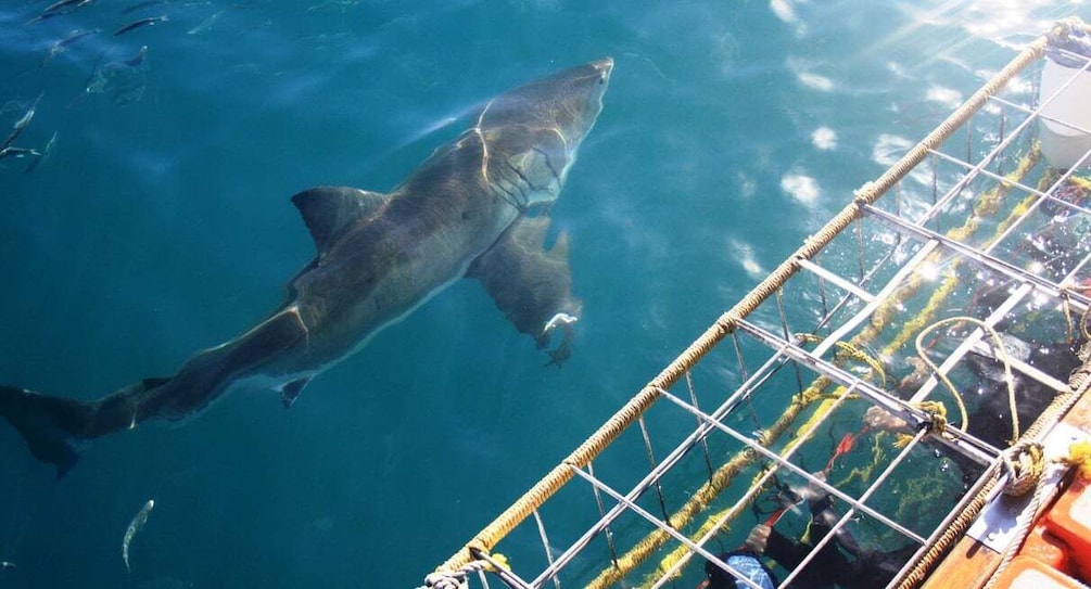 From Hermanus or Cape Town: Shark Cage Diving Experience