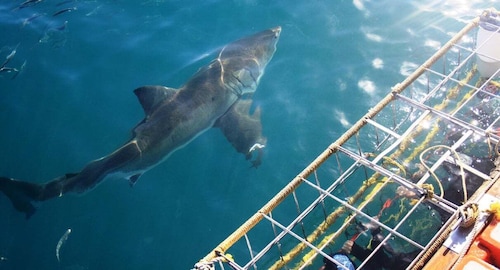 From Hermanus or Cape Town: Shark Cage Diving Experience