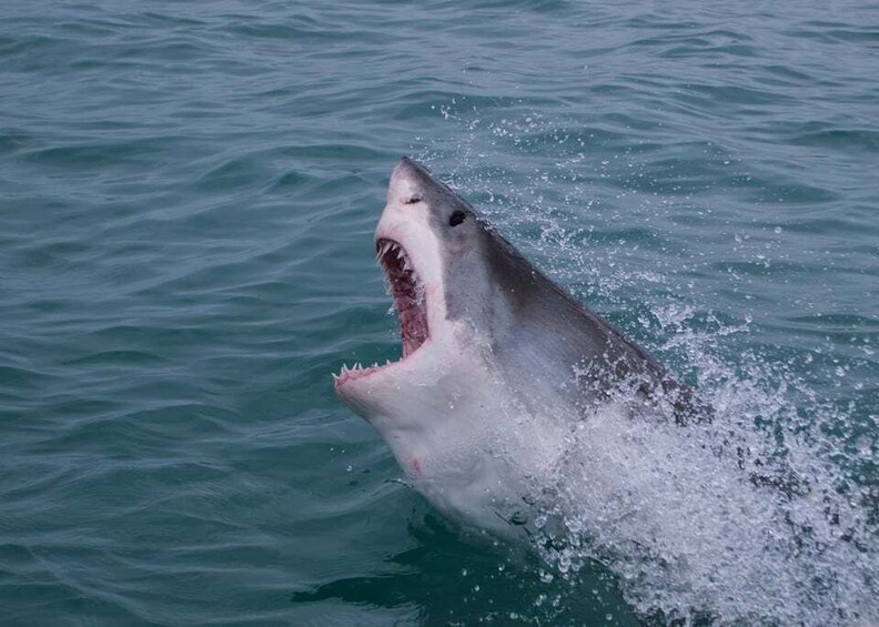 Picture 12 for Activity From Hermanus or Cape Town: Shark Cage Diving Experience