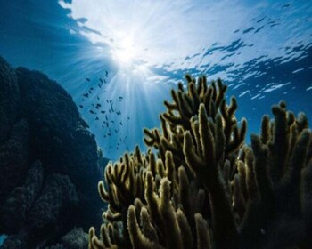 Playa: Diving Local Reef