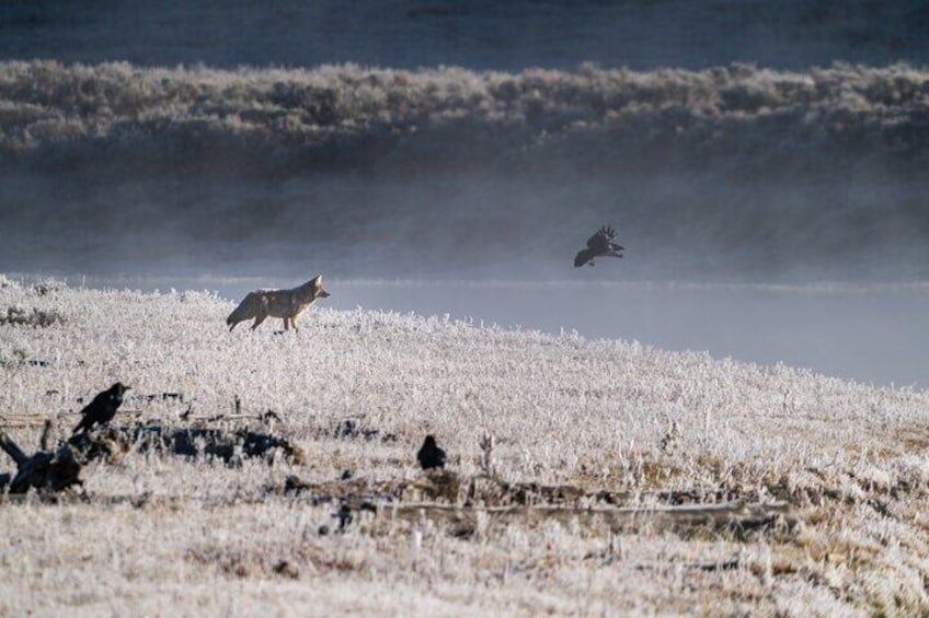 3 Day Wildlife Photography Tour in Yellowstone National Park