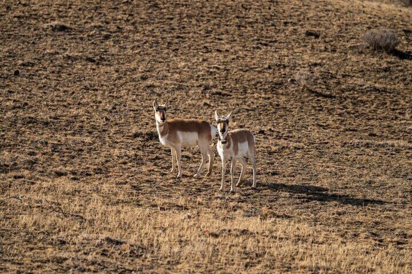 3 Day Wildlife Photography Tour in Yellowstone National Park