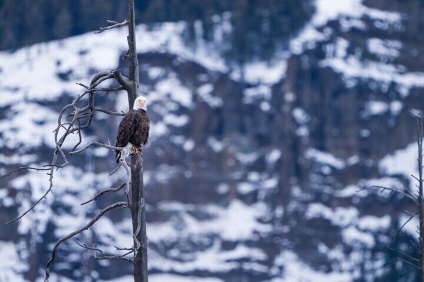 3 Day Wildlife Photography Tour in Yellowstone National Park