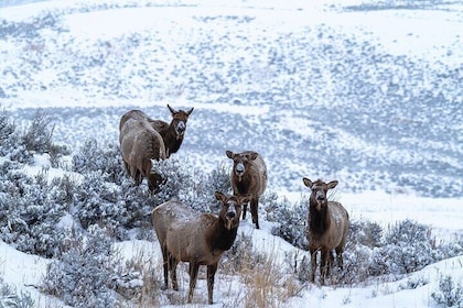 3 Day Wildlife Photography Tour in Yellowstone National Park