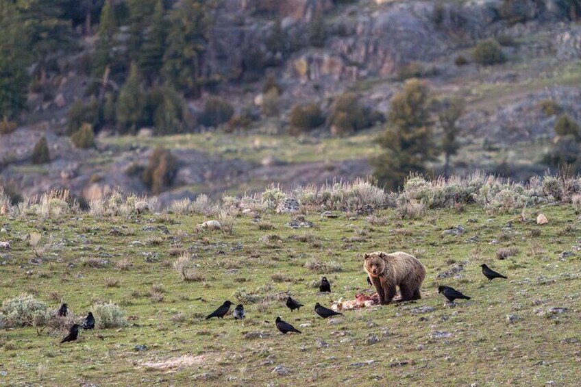 3 Day Wildlife Photography Tour in Yellowstone National Park