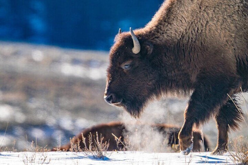 3 Day Wildlife Photography Tour in Yellowstone National Park