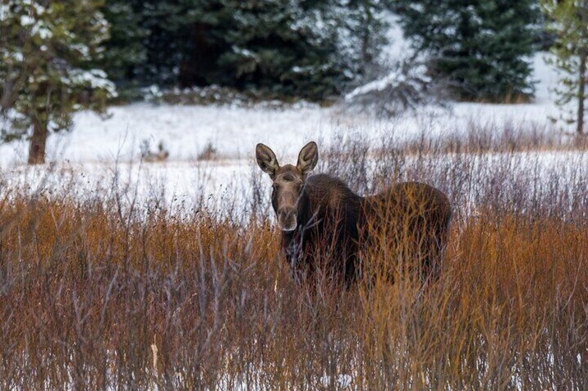 3 Day Wildlife Photography Tour in Yellowstone National Park