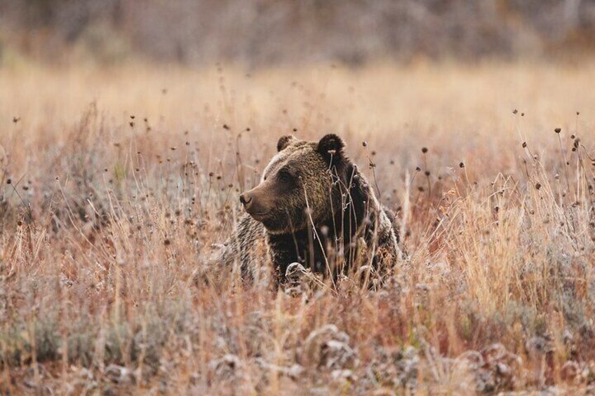 3 Day Wildlife Photography Tour in Yellowstone National Park