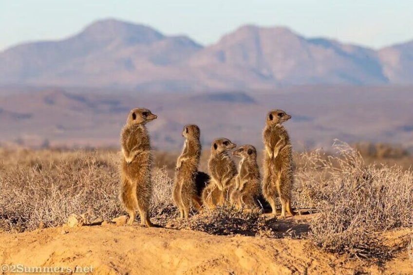 Oudtshoorn PRIVATE TOUR - Full Day