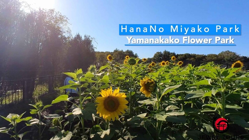 Picture 3 for Activity Fuji Yamanaka Lake. Oshino Hakkai and Local Noodles