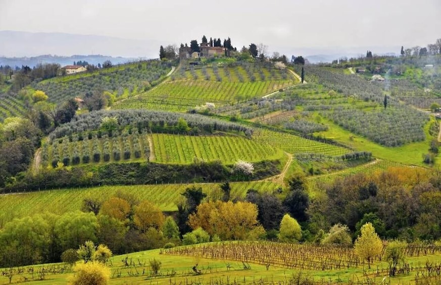 Picture 15 for Activity From Siena: Chianti and Castles Tour with Wine Tastings