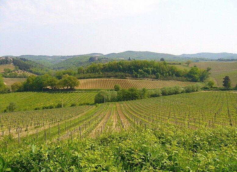 Picture 9 for Activity From Siena: Chianti and Castles Tour with Wine Tastings