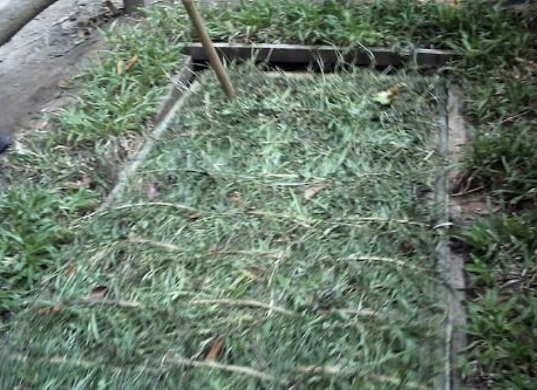Picture 3 for Activity Private Cu Chi Tunnels & Mekong Delta: Full-Day Guided Tour