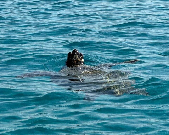 Picture 5 for Activity Zakynthos: Turtle Island, Cameo and Keri Caves + Transport