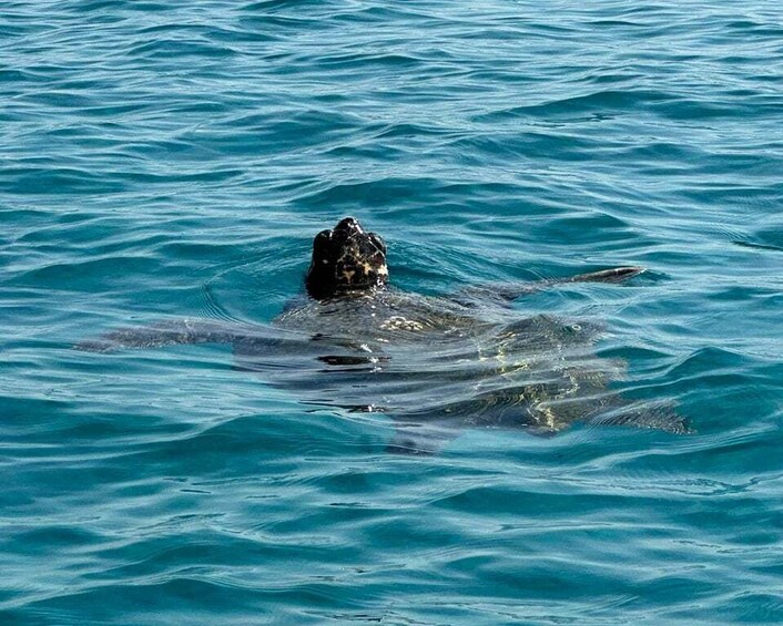 Picture 5 for Activity Zakynthos: Turtle Island, Cameo and Keri Caves + Transport