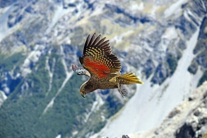 Arthurs Pass Private Alpine Vista Day tour