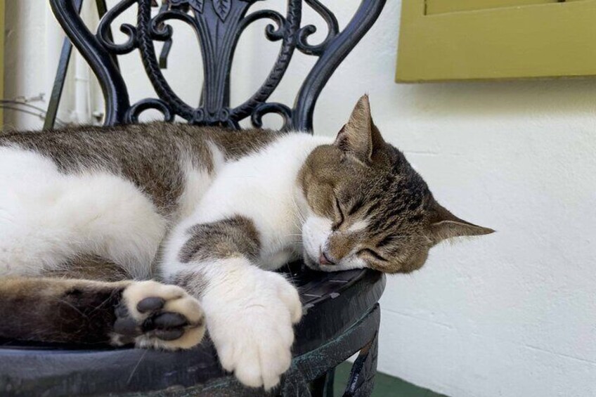 Visit the Hemingway House and get up close to some of the 59 cats on the premises. Most are polydactyl, six-toed felines descended from Hemingway's original pet.