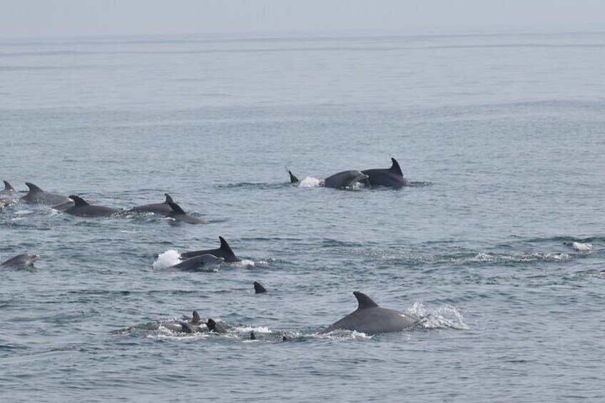 Dolphin and Bird Watching Ecotour Cruise