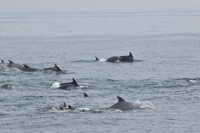 Dolphin and Bird Watching Ecotour Cruise