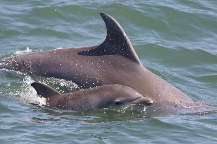 Dolphin and Bird Watching Ecotour Cruise