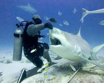 Bull shark feeding