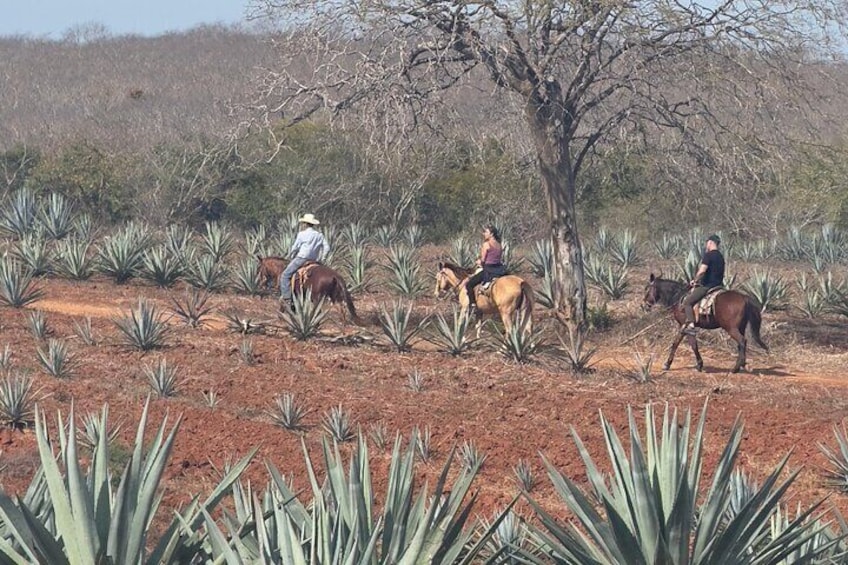 Shared Jungle and Beach Horse Ride Tour in Pacific Coast