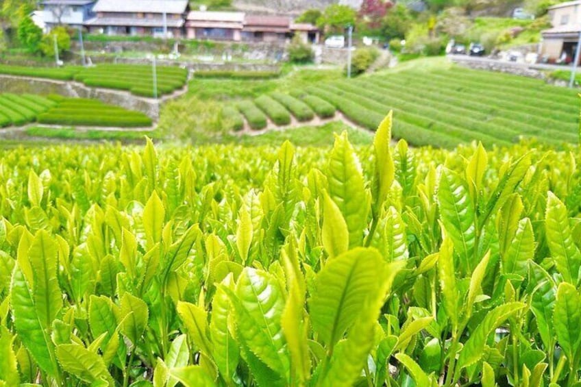 Tea sprouts contain a variety of nutrients and polyphenols, and because they are tender, eating them as tempura gives a bittersweet tea flavor to the mouth. These sprouts can be picked together！